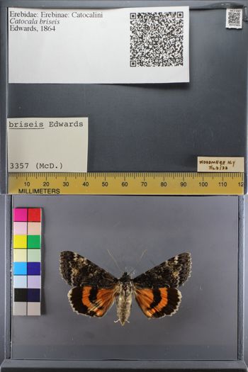 Media type: image;   Entomology 747805